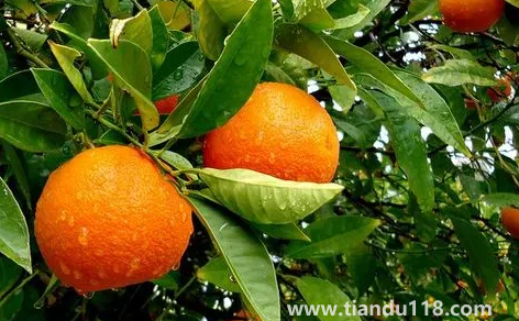 橙子揉一揉會(huì)變甜嗎（買回來的橙子太酸了怎么變甜）