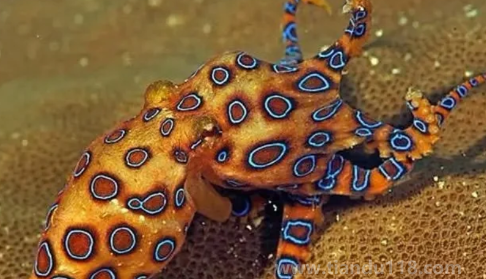藍(lán)環(huán)章魚毒性排第幾（藍(lán)環(huán)章魚的天敵是誰）