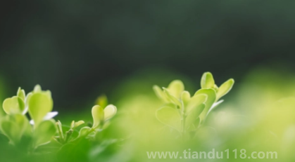 一年無(wú)春為什么說(shuō)寡婦年（寡婦年是什么意思）