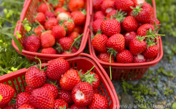 草莓可以凍起來保存嗎(（草莓怎么保存時(shí)間久一點(diǎn)）