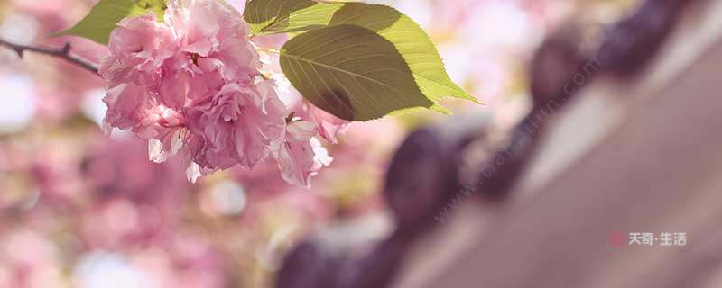 閏四月有啥講究 閏四月有什么講究(圖1) 閏四月有啥講究