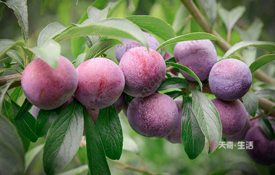 嘉興有哪些特色水果