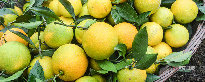 三亞有什么特產(chǎn) 三亞特產(chǎn)都有什么(圖1) 三亞有什么特產(chǎn)